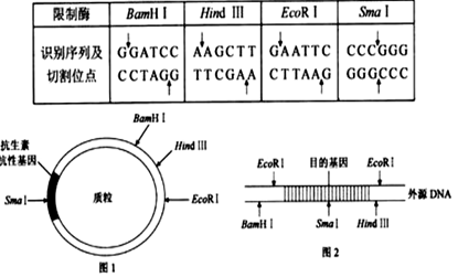 下表中列出了几种限制酶识别序列及其切割位点,图