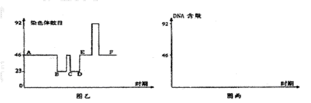 图乙表示人类生殖和发育过程中细胞的染色体数目变化曲线,请分析回答