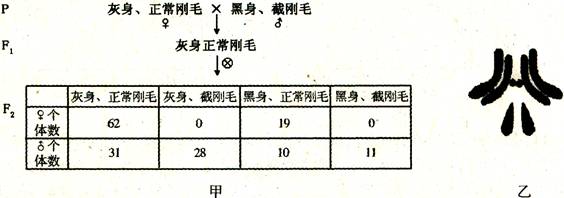 果蝇的灰身和黑身,正常刚毛和截刚毛各是一对相对性状