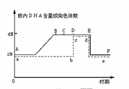 Ⅱ(5)如图是某高等植物细胞有丝分裂的一个细胞周期中核内染色体和