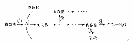 据图回答: (1)图中a代表细胞膜上的