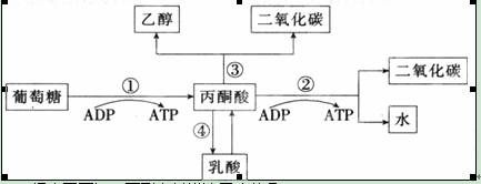 高中生物呼吸作用试题列表-高中生物细胞代谢