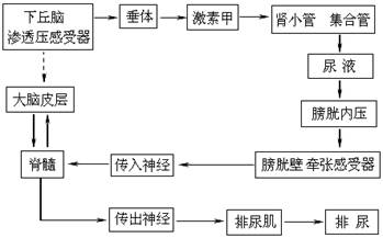 下图是人体的水盐平衡调节和排尿反射示意图.膀胱是的