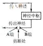 来源:  用去除脑但保留脊椎的蛙(称脊蛙)为材料,进行反射活动实验