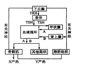 (7分 根据人体下丘脑,垂体调节的主要途径示意图回答问题: ①图中trh