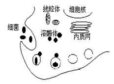(18分)右图为吞噬细胞杀灭病菌的示意图,请回答(1)这种吞噬作用