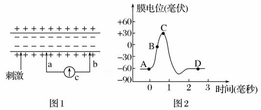 表示神经纤维上某点受到刺激后对膜外电位的测量,图