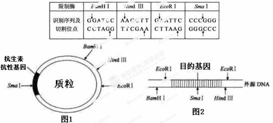 下表中列出了部分限制酶识别序列及其切割位点,图1