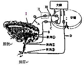 ( )在排尿反射的反射弧中,i属于______.