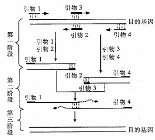 重叠延伸pcr技术是一种通过寡聚核苷酸链之间重叠的部分互相搭桥,互为