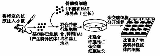 研究表明,HER2/neu是一种原癌基因,它表达的H蛋白是一种跨膜蛋白,在多种恶性肿瘤特别是乳腺癌细胞中过量表达.抗H蛋白单克隆抗体能抑制过量表达H蛋白的乳腺癌细胞的生长,目前已成为有效的生物治疗手段.图1表示H蛋白的结构,胞外区具有抗原特异性,图2示抗H蛋白单克隆抗体的制作过程,图中的+表示含有、表示没有,Ig表示抗体. (1)选择H蛋白作为单克隆抗体的作用靶点,是因为H蛋白在成年个体的正常组织中