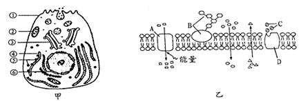 下列甲图为动物细胞结构示意图,乙图为生物膜结构示意图,请据图回答