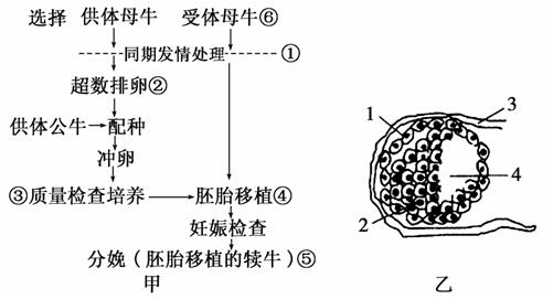 doc 甲图为牛胚胎移植示意图,乙图为胚胎发育某时期示意图.