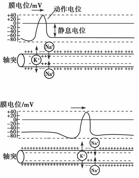 下图从左至右表示动作电位传导的示意图.据图不能得出的结论是( )