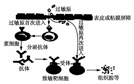 如图为过敏反应的原理图,下列有关叙述正确的是