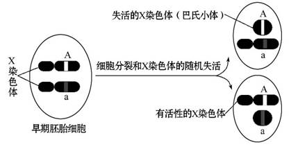 只有 条x染色体上的基因能表达 其余x染色体高度螺旋化失活成为巴氏小