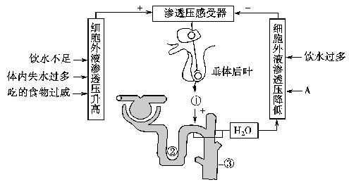 高中生物人和高等动物的体液调节试题列表-高中生物生命活动的调节