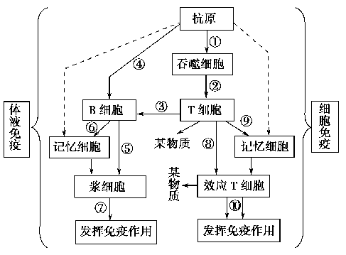 入库时间:2015-02-04     来源:  下图表示人体特异性免疫