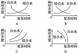 杨树被润绿了,报春花被润开了的过程中细胞中自由水与结合水的相对