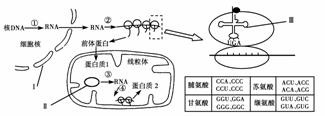 线粒体中蛋白质的生物合成示意图,右边为其中一个生理过程的模式图