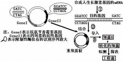 科学家将人的生长激素基因与大肠杆菌的DNA分子进行重组，并成功地在大肠