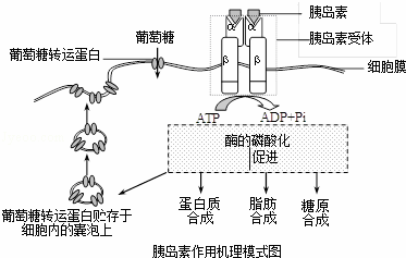 血糖浓度保持平衡对机体生命活动具有重要作用,如图为胰岛素作用机理