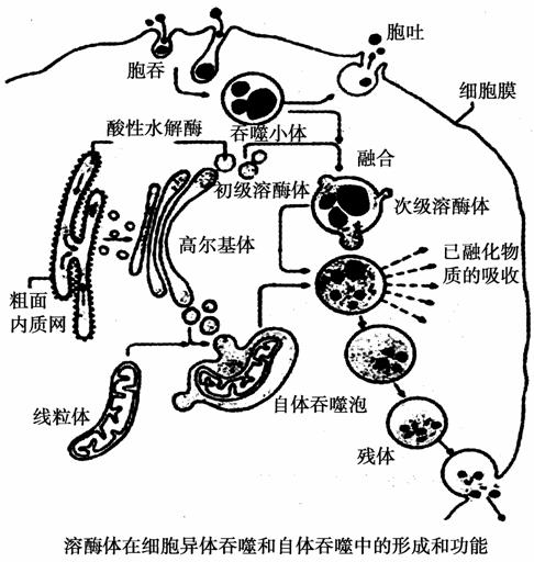 溶酶体是动物细胞中一种由单层膜构成的细胞器.溶酶体