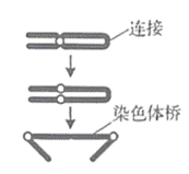 在细胞分裂过程中,末端缺失的染色体因失去端粒而不