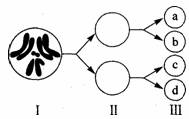 下图是果蝇细胞减数分裂图,下列说法正确的是