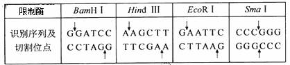下表中列出了几种限制酶识别序列及其切割位点,图