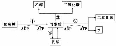 生物体内葡萄糖代谢过程的图解如下,据图可知下列有关说法正确的是