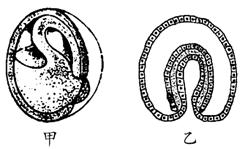 下图中甲和乙分别为青蛙和海星发育过程中的原肠胚时期的模式图,下列