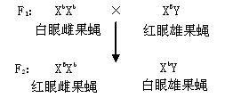 bx b,与某个体杂交,后代灰身和黑身的比例为3:1,因此该果蝇控制体色的