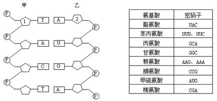 下列左图是细胞内遗传信息传递的部分图解,右表为部分氨基酸的密码子