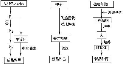 杂交育种与单倍体育种的原理都是基因重组