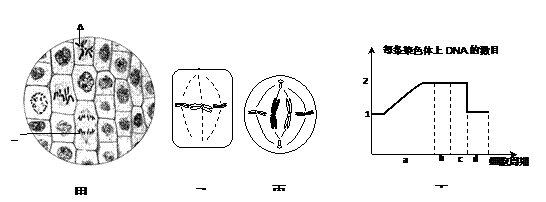 下面是有关细胞分裂的四个图像,甲图是某二倍体植物分