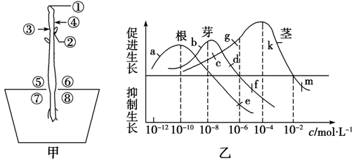 用乙图根,茎,芽三条曲线上相应字母所对应的浓度来生长素浓度与根 芽