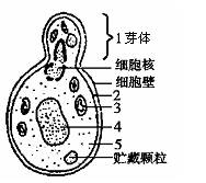 下图是酵母菌细胞正在进行出芽生殖的模式图,据图回答