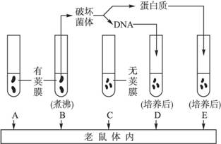 下图表示1944年美国学者艾弗里和他的同事所做的细菌转化实验.请回答