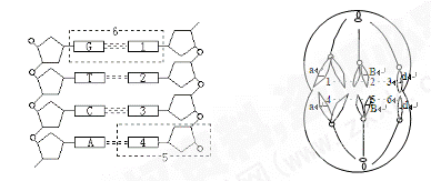 下左图为大肠杆菌dna 分子(片段)的结构示意图,请据图