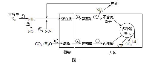 如图一所示是自然界中氮循环以及有机物在生物体内代谢的部分过程示意