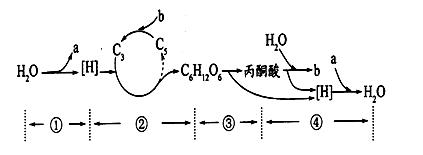 下面左图是植物细胞亚显微结构模式图,右图是植物叶肉细胞中光合作用