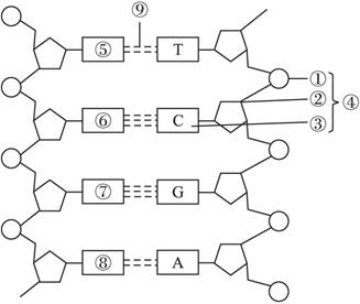 (2009广东汕头金砂中学测试,11)下图为dna分子结构示意图,对该图的