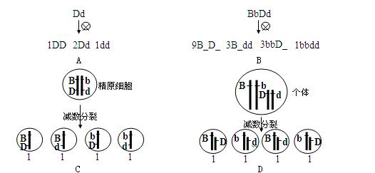 下图最能正确表示基因自由组合定律实质的是)