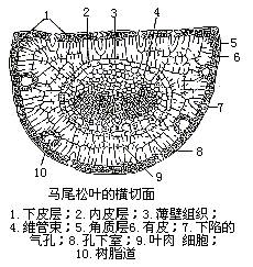 松树叶结构特点之一是)