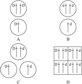 下图能正确表示基因分离定律实质的是)