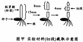 在验证生长素类似物a对小麦胚芽鞘(幼苗)伸长影响的中