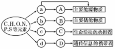 下图是生物体内四类有机物的组成与功能关系图,其中a,b,c,d为大分子