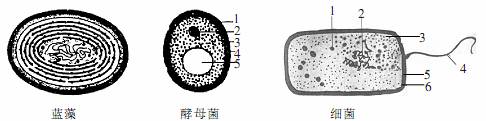 观察蓝藻,酵母菌和细菌的结构模式图,回答下列问题(1)从细胞结构