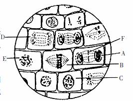 下图是在"观察植物细胞的有丝分裂"实验中,高倍镜下到